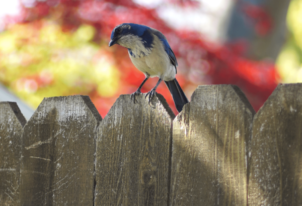 Blue bird on fence