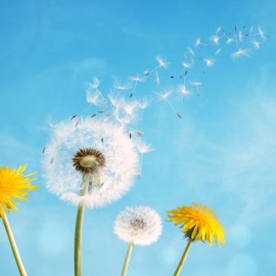 Dandelion blowing in the wind over a bright blue spring summer sky